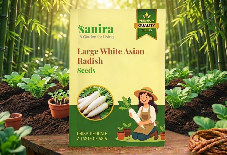 Large White Asian Radish